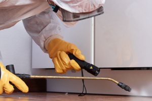 Messie Schädlingsbekämpfung Bayreuth